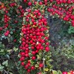 Cotoneaster nan-shan ഫലം