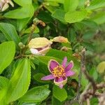 Grewia occidentalis Flower