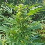 Cannabis sativa 花