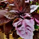Ocimum kilimandscharicum Leaf