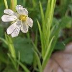 Stellaria palustris Leaf