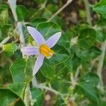 Solanum arundo Цвят
