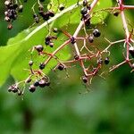 Sambucus nigra (Other)