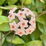 Hoya carnosa फूल