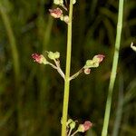 Scrophularia laevigata Other