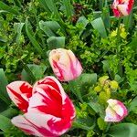 Tulipa agenensis অন্যান্য