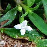 Oldenlandia corymbosa Fleur