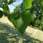 Populus deltoides Blad