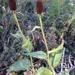 Rudbeckia occidentalis Costuma