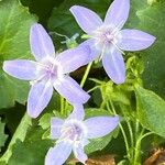 Campanula garganica Квітка