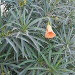 Thevetia neriifolia Hoja