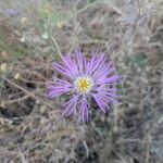 Volutaria muricata Fula