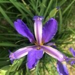 Iris spuria Floare