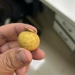 Dimocarpus longan Fruit