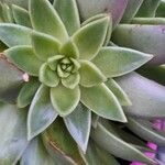 Echeveria agavoides Blad