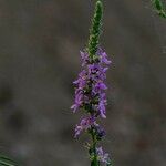 Lythrum salicaria Flower