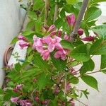 Weigela floridaFlower