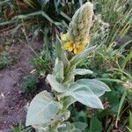 Verbascum thapsusÕis