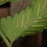 Asplenium macrophlebium Leaf