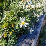 Chiliotrichum diffusum Fleur