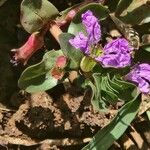 Lythrum rotundifolium Blomma