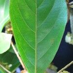 Terminalia amazonia Hoja