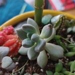 Graptopetalum amethystinum Leaf