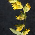 Anthyllis terniflora Λουλούδι