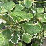 Plectranthus madagascariensisFolha