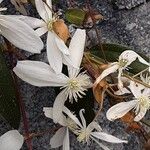 Clematis armandi Flor