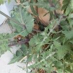 Sonchus asper Hostoa