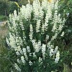 Lupinus arboreus Plante entière