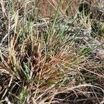 Heteropogon contortus Hoja