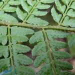 Dryopteris sieboldii Other