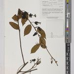 Passiflora ernestii