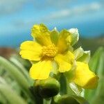 Hibbertia moratii Fleur