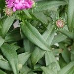 Symphyotrichum dumosum Leaf