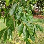 Fagus longipetiolata 叶