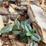 Helianthemum marifolium Blad