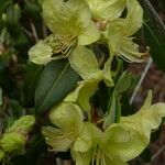 Rhododendron triflorum Flower