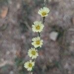 Lactuca saligna Blüte