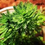 Myriophyllum aquaticum Blad