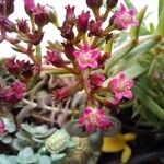 Crassula sarcocaulis Flower