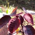 Euphorbia cotinifolia Leaf