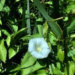 Convolvulus silvaticus 花