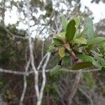 Pittosporum poumense 整株植物