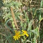 Jacobaea erucifolia Blatt