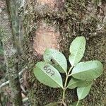 Syzygium mouanum Habitat