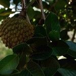 Annona crassiflora Ліст