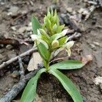 Dactylorhiza insularisЦвят